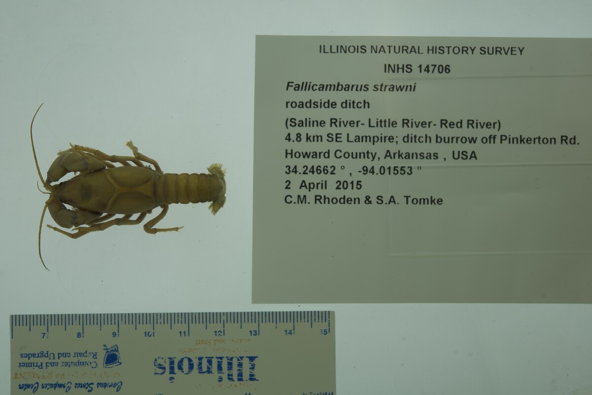 Fallicambarus strawni image